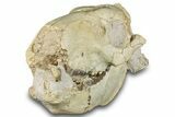 Fossil Oreodont (Merycoidodon) Skull - South Dakota #285131-8